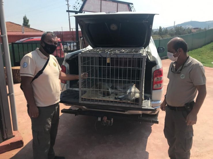 Nesli tehlike altında olan Rhesus cinsi 2 maymun korumaya alındı