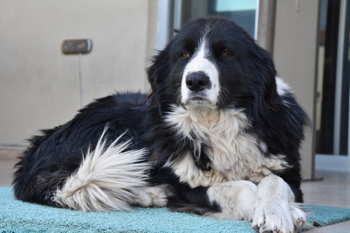 Sokak köpeğini av tüfeğiyle vurup ölüme terk ettiler