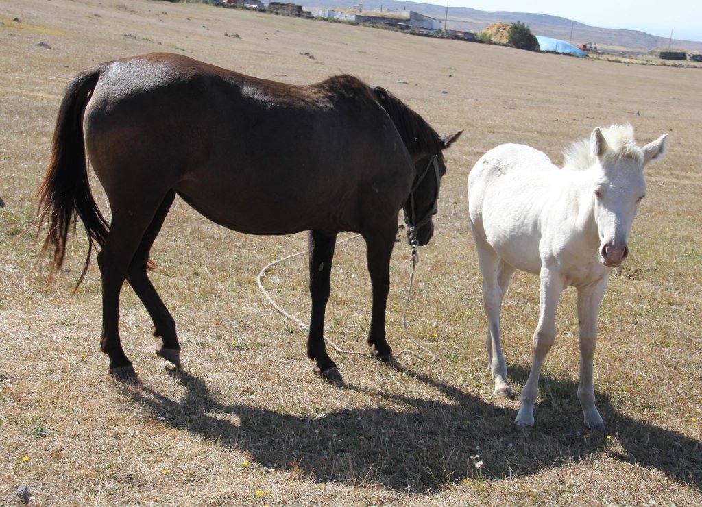 Albino tay, görenleri kendine hayran bırakıyor
