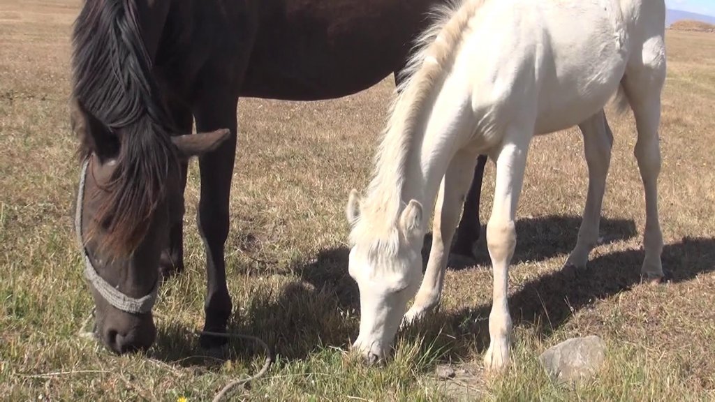 Albino tay, görenleri kendine hayran bırakıyor