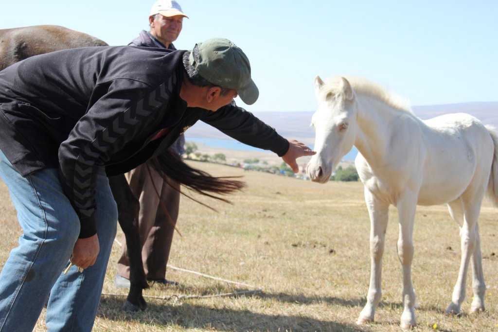 Albino tay, görenleri kendine hayran bırakıyor