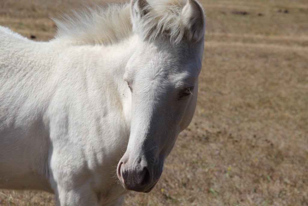 Albino tay, görenleri kendine hayran bırakıyor