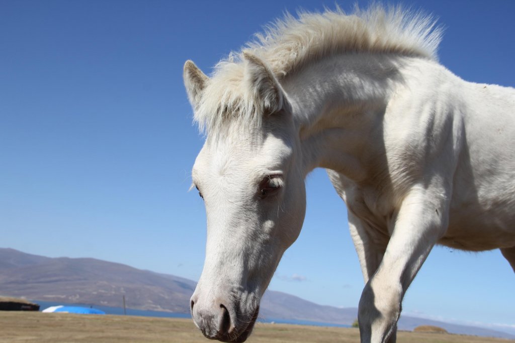 Albino tay, görenleri kendine hayran bırakıyor