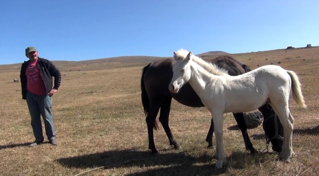 Albino tay, görenleri kendine hayran bırakıyor