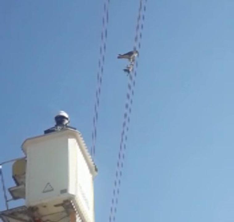 Hayvana işkencenin böylesi! Ayaklarına kuş ölüsü bağlanıp, başına maske takılmış