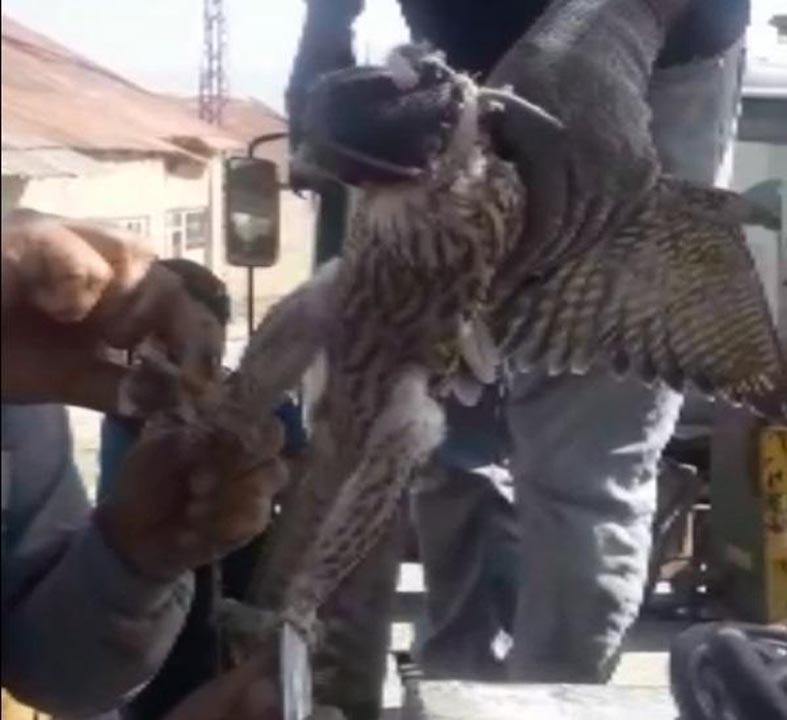 Hayvana işkencenin böylesi! Ayaklarına kuş ölüsü bağlanıp, başına maske takılmış