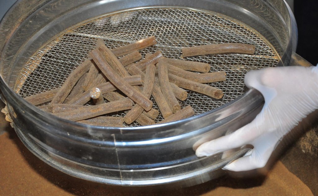 Koronavirüsün şifası 480 yıllık mesir macunu