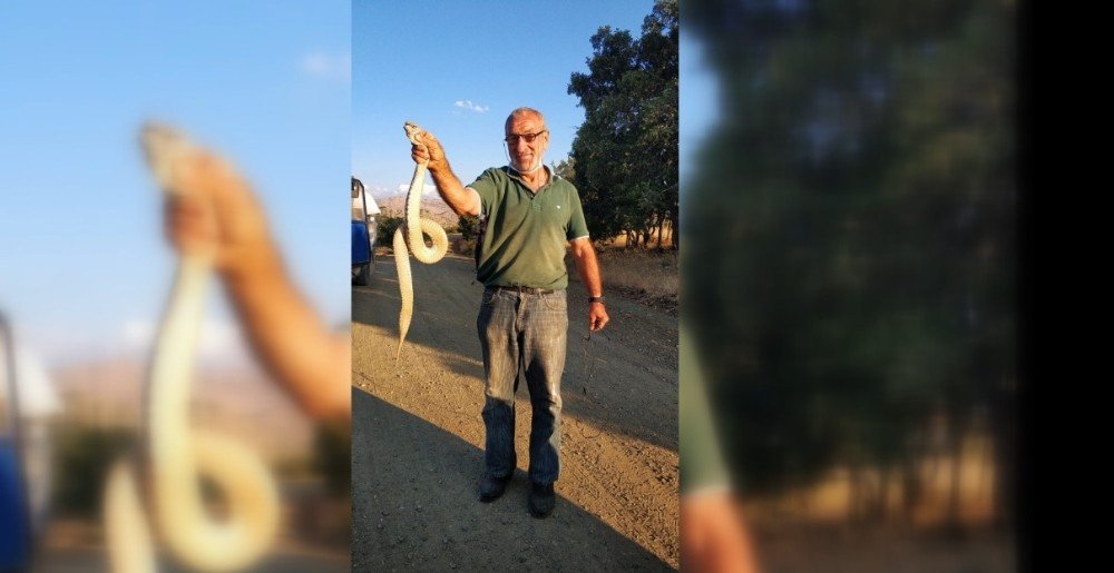 Erzincanlı Şaban Şahin engerek yılanına kafa tuttu