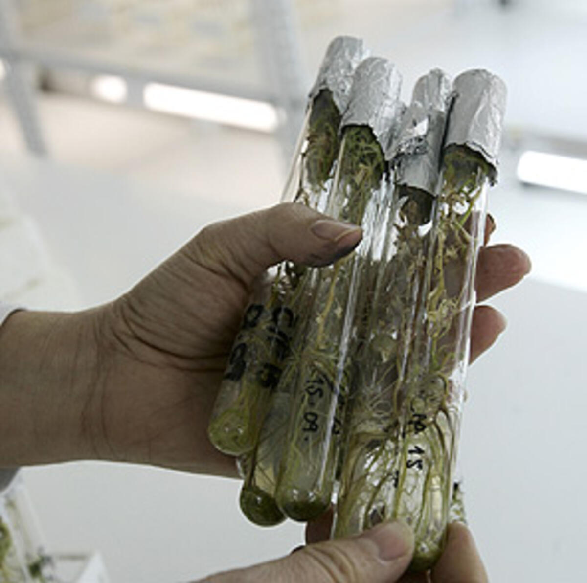 Bakan Pakdemirli'den 'Gen Bankası' açıklaması