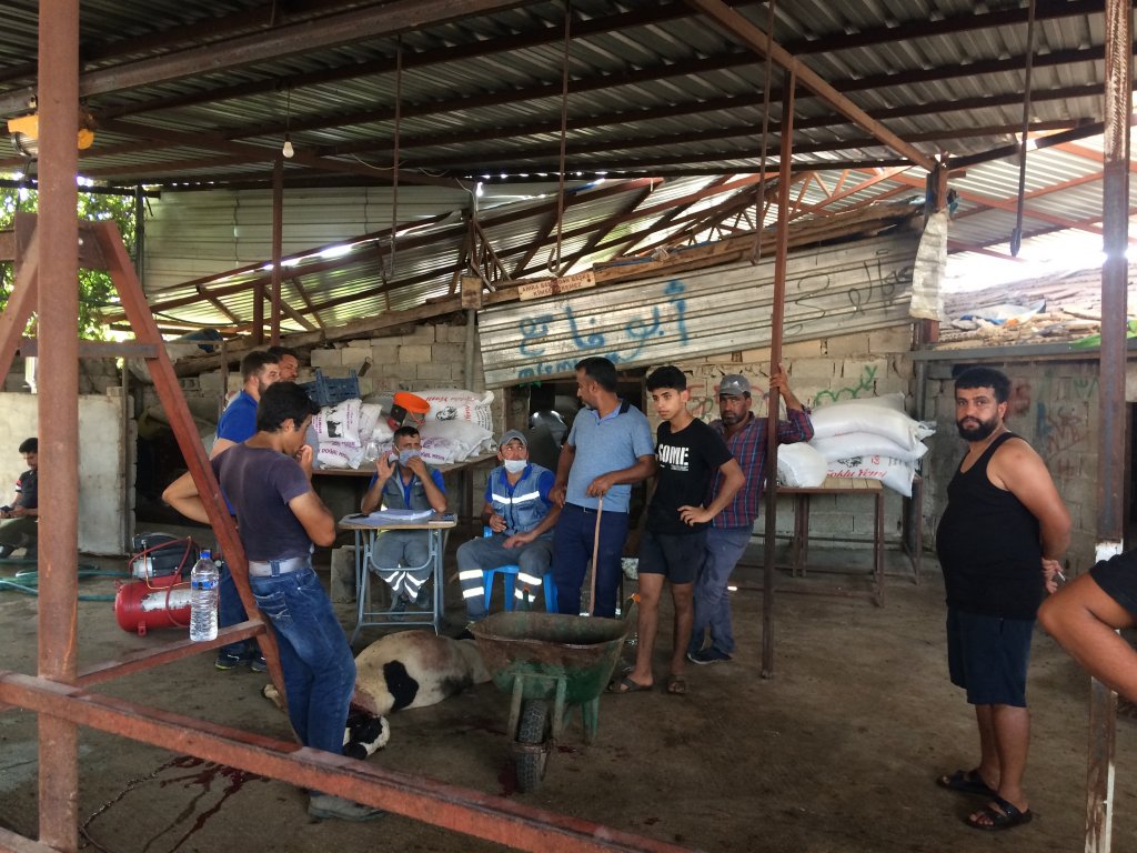 Hatay'da elektrik kaçağı hayvanları telef etti