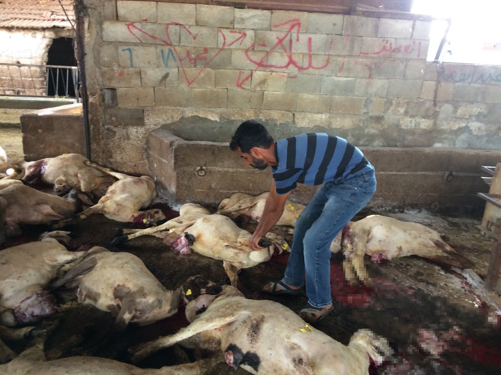 Hatay'da elektrik kaçağı hayvanları telef etti 