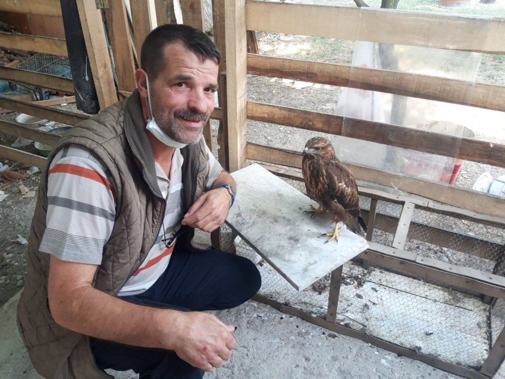 Vefalı şahin, tedavisini yapan kişiyi her gün ziyaret ediyor