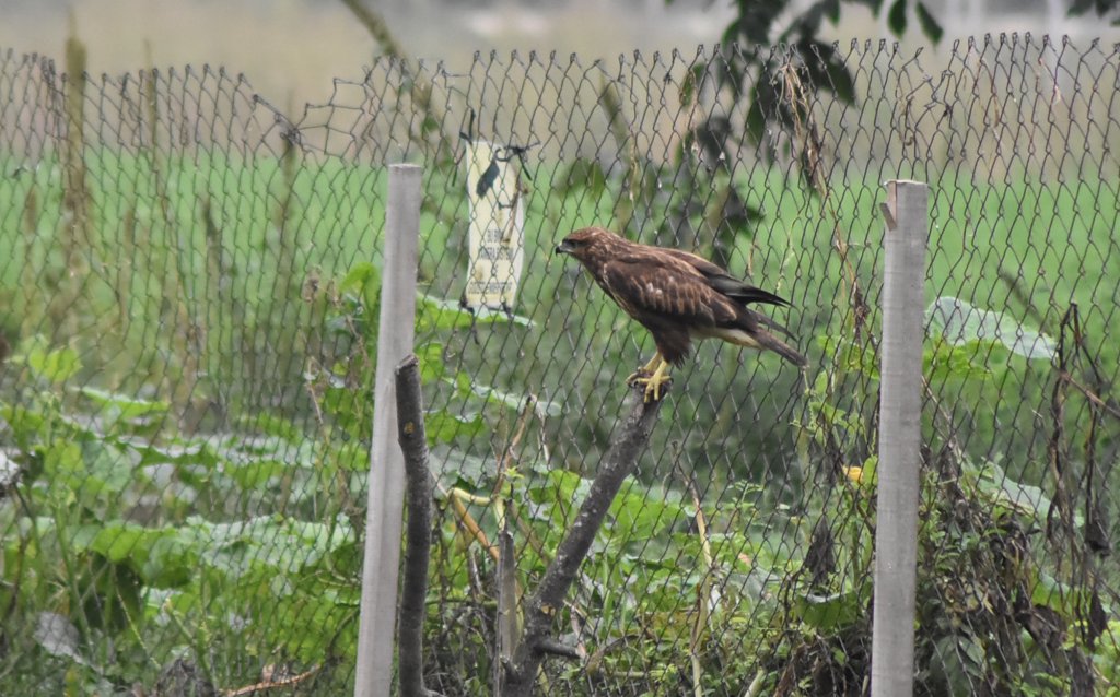 Vefalı şahin, tedavisini yapan kişiyi her gün ziyaret ediyor