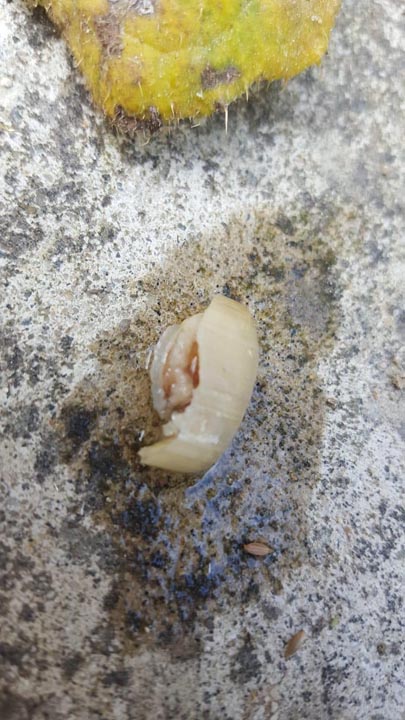 Tekirdağ'daki fabrikada skandal olay! Aşçının kopan parmağı işçinin yemeğinden çıktı