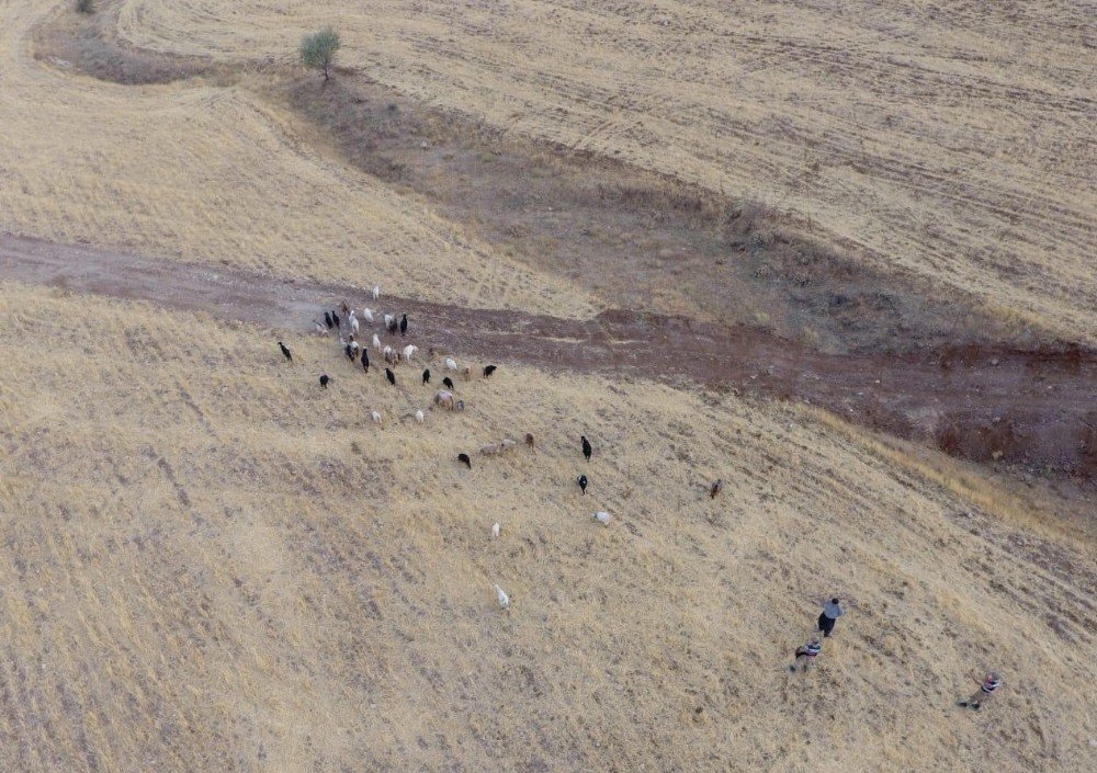 Elazığ'da 43 hayvan drone ile bulundu