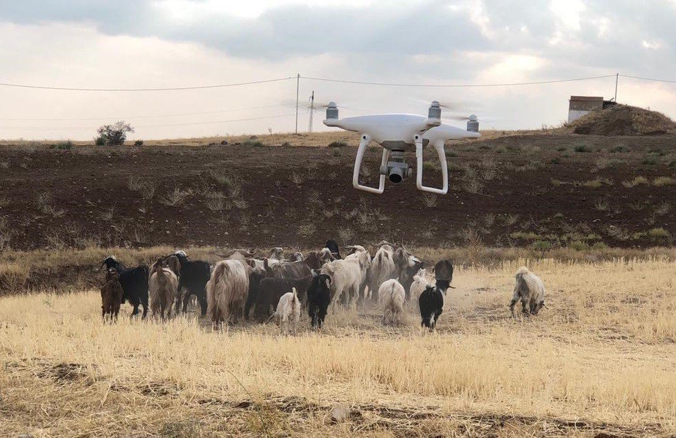 Elazığ'da 43 hayvan drone ile bulundu