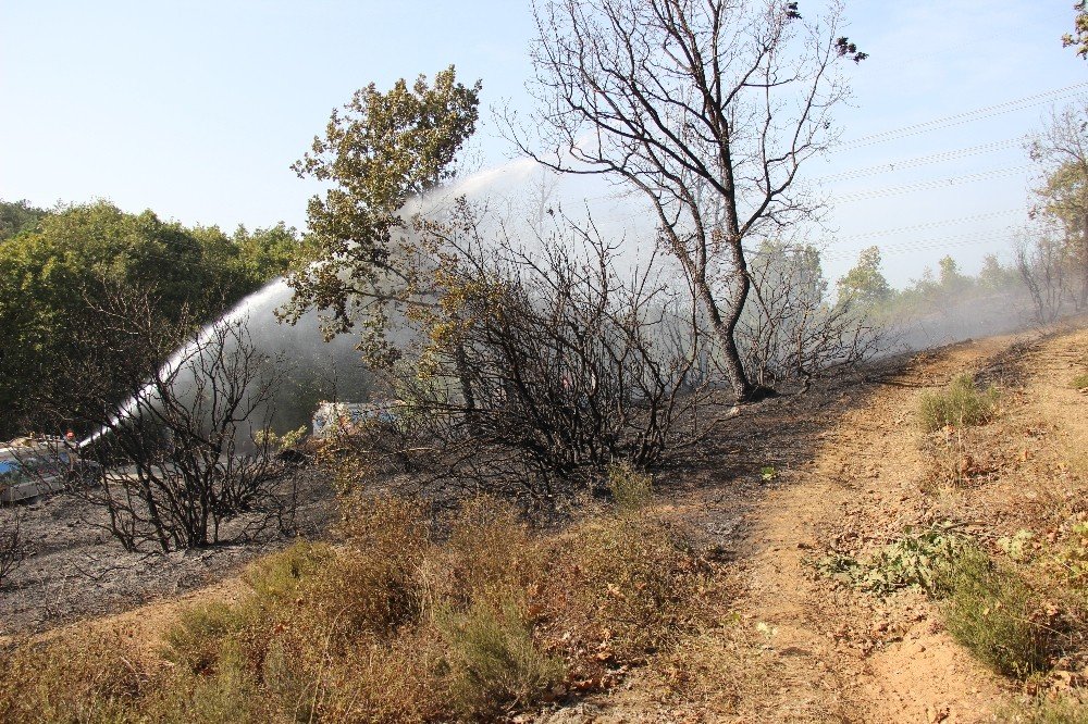 Kocaeli'de, ormanlık alanda yangın
