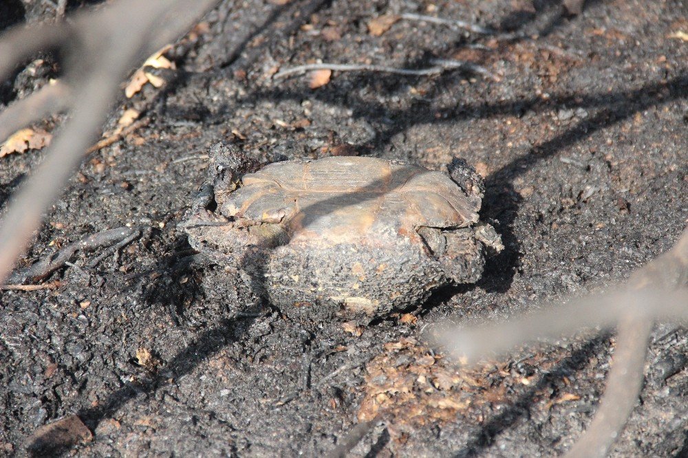 Kocaeli'de, ormanlık alanda yangın