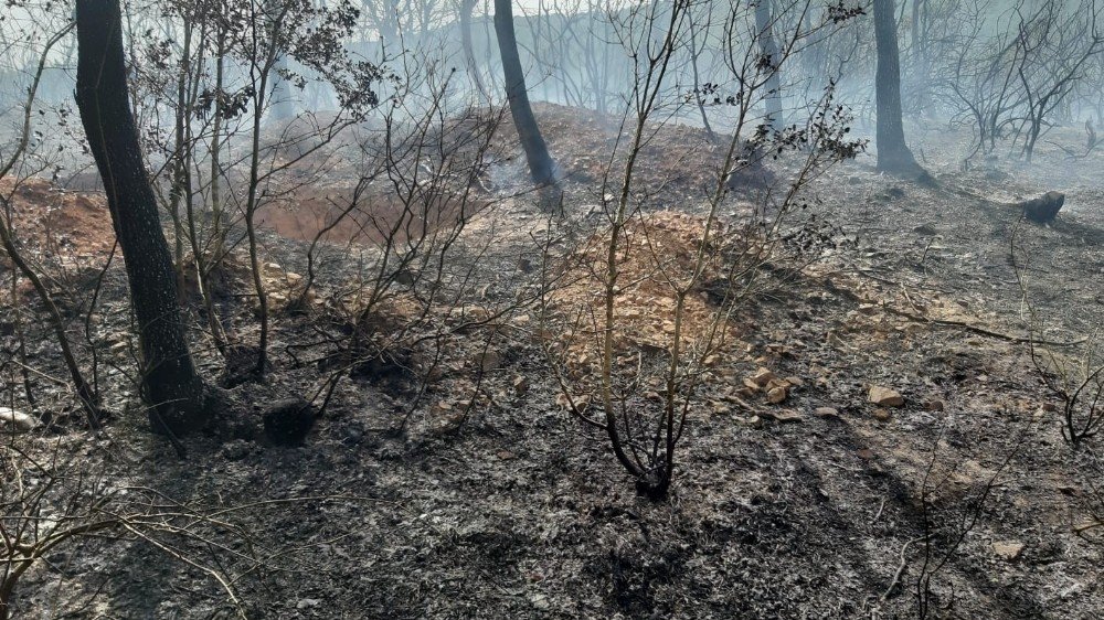 Kocaeli'de, ormanlık alanda yangın