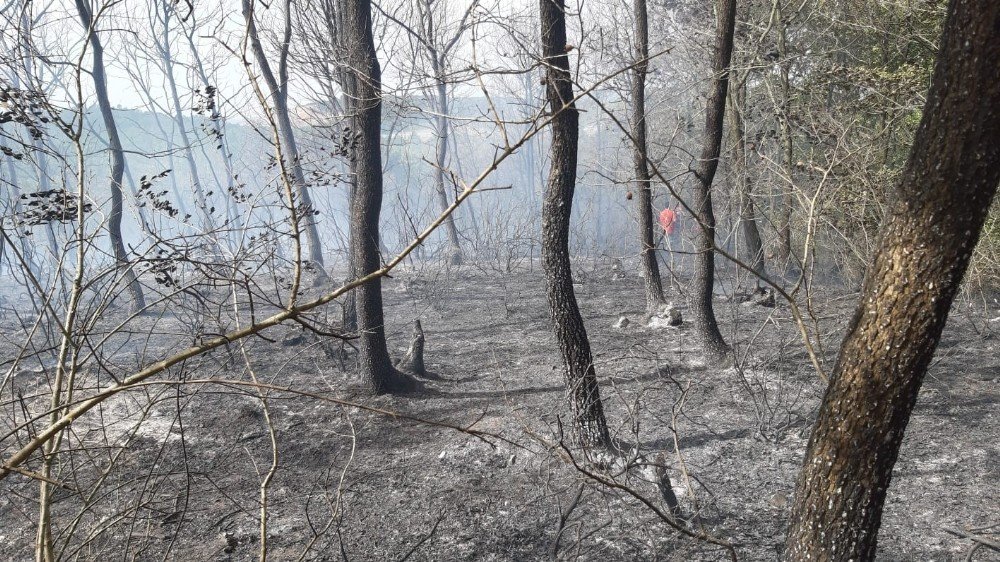 Kocaeli'de, ormanlık alanda yangın