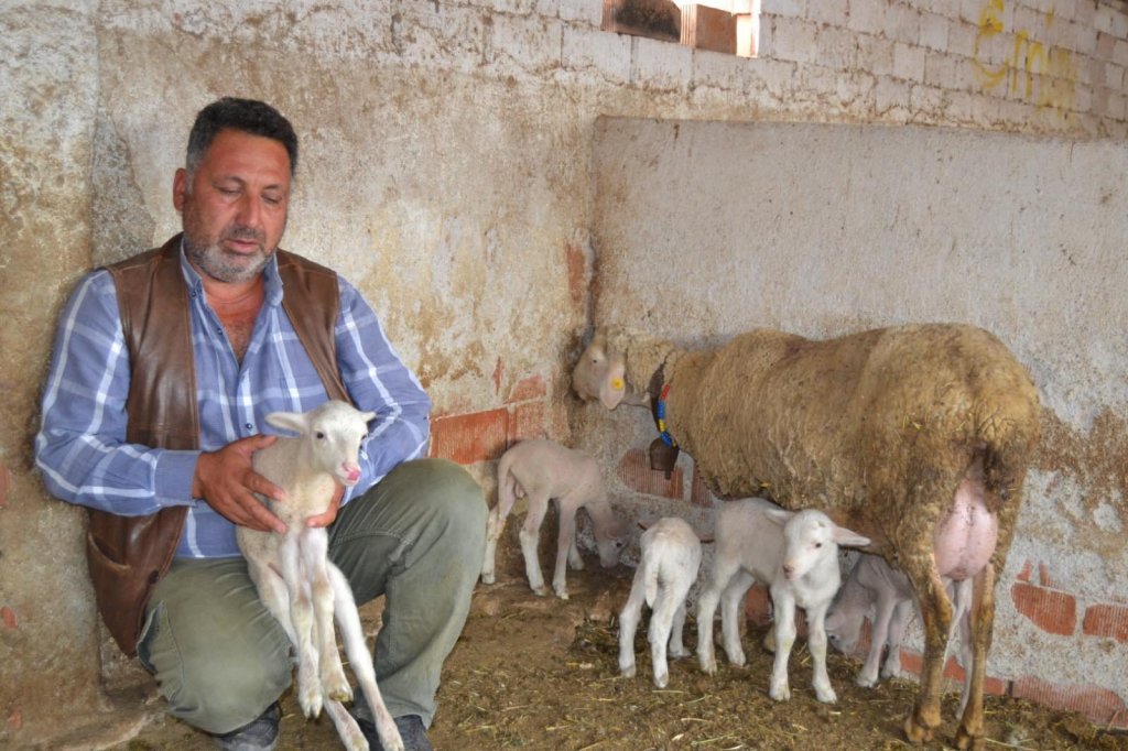 Kuzularla koronavirüs mesajı