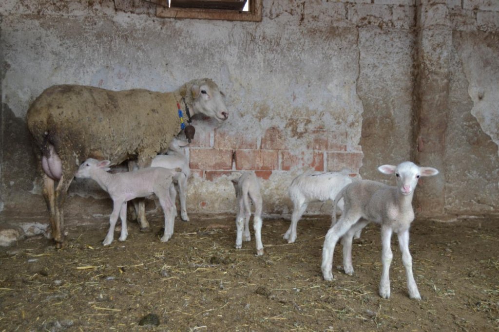 Kuzularla koronavirüs mesajı