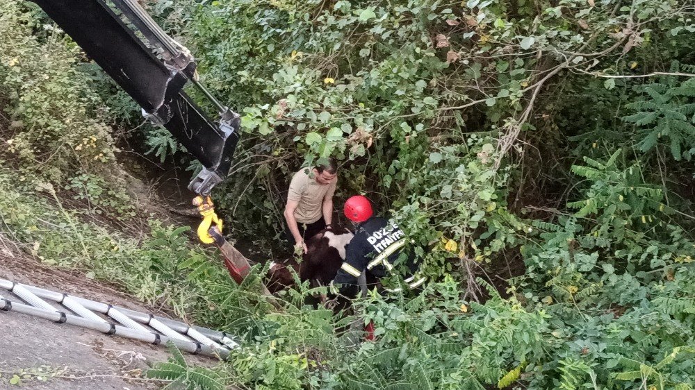Kanala düşen buzağı için seferber oldular