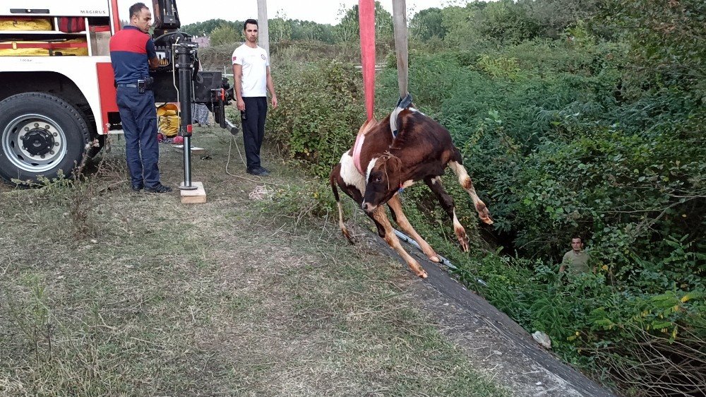 Kanala düşen buzağı için seferber oldular