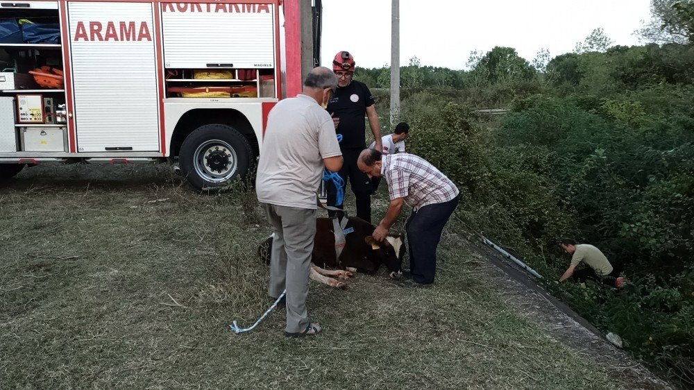 Kanala düşen buzağı için seferber oldular