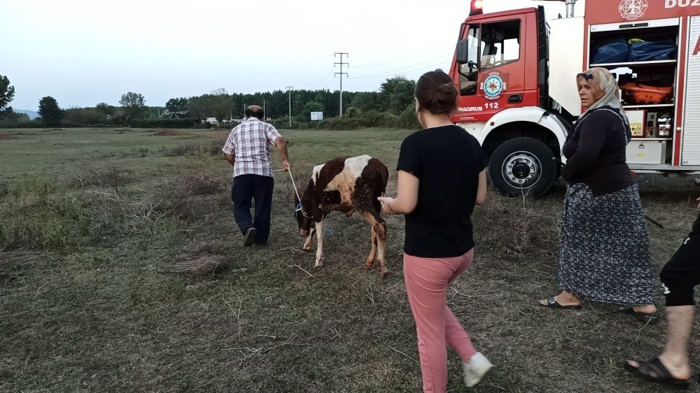 Kanala düşen buzağı için seferber oldular
