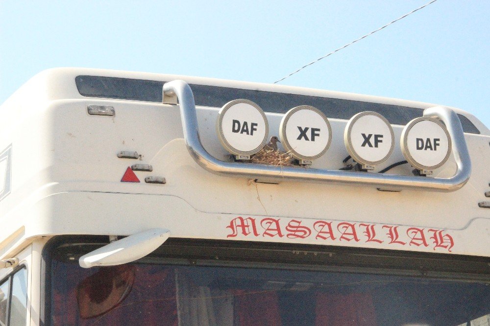 Kuşun yuva yaptığı tırını seferden çekti