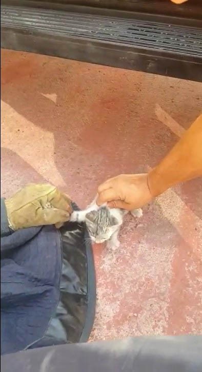 Sümer Ezgü'ye aracında yavru kedi sürprizi