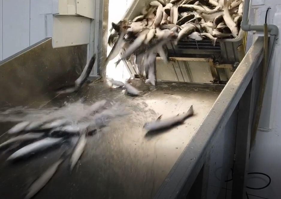 Dalyan kefaline bir talep de Dubai'den