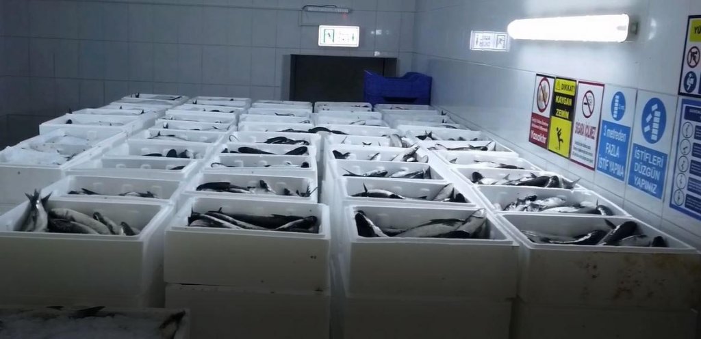 Dalyan kefaline bir talep de Dubai'den