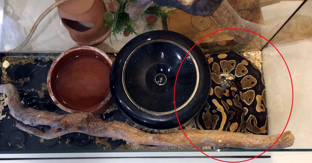 Tefeciler, verilen seneti imzalamayanları 2 metrelik yılanla korkuttu