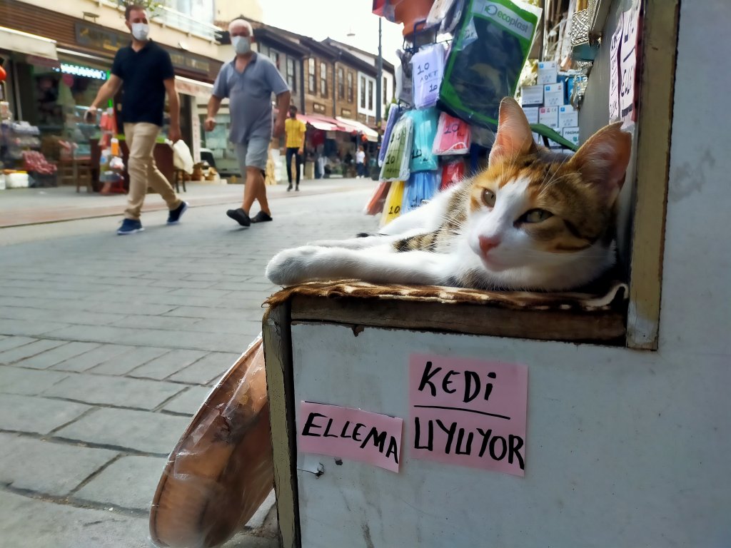 Kedisini uyandırmasınlar diye not yazdı: Korona pozitif, elleme