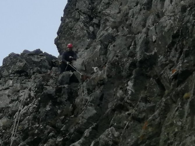 Bir garip olay: "Kaybolan 5 keçi yerine ekipler tarafından muhtara, 7 keçi teslim edildi"