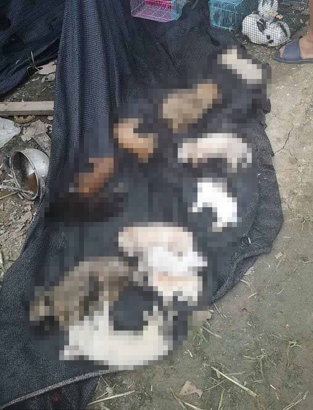 Çin'de 5 bin hayvan aç bırakılarak telef edildi 