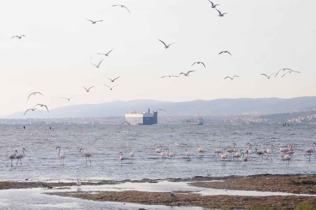 İzmit Körfezi'nde flamingo dansı