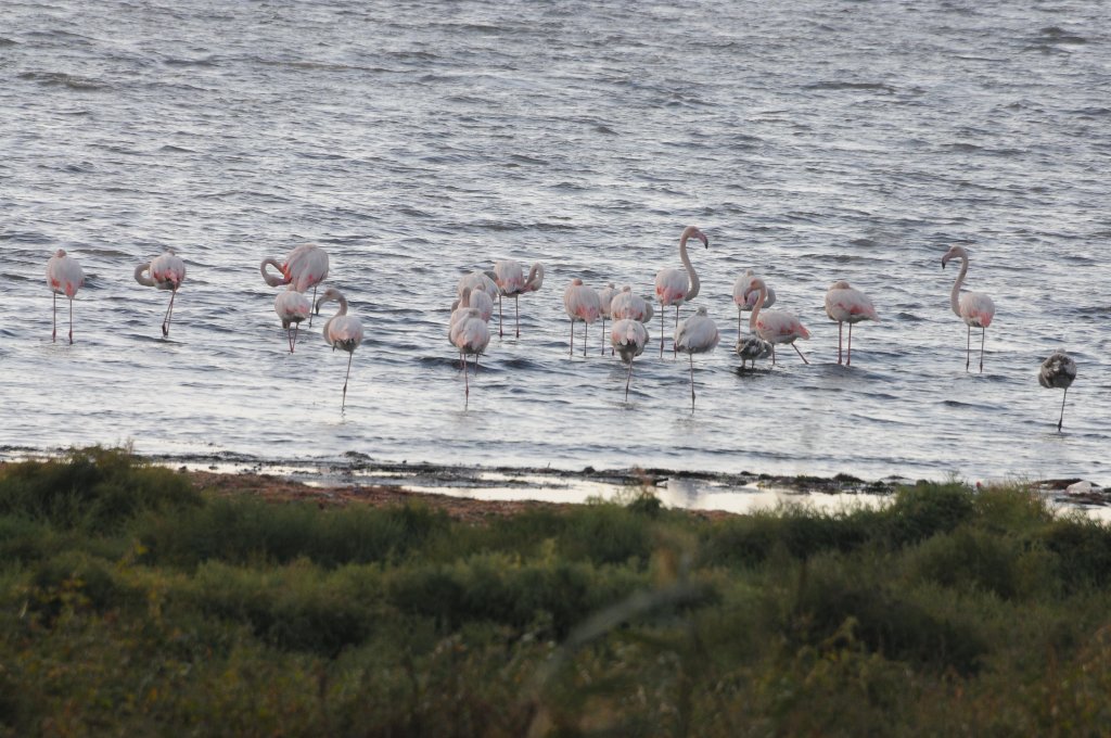 İzmit Körfezi'nde flamingo dansı