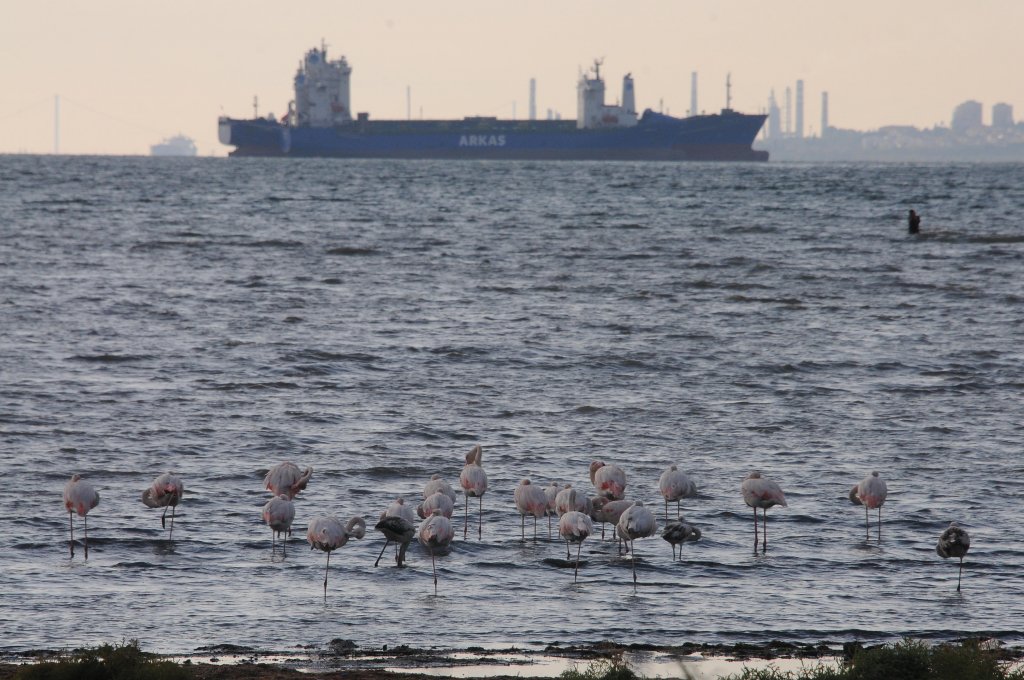 İzmit Körfezi'nde flamingo dansı