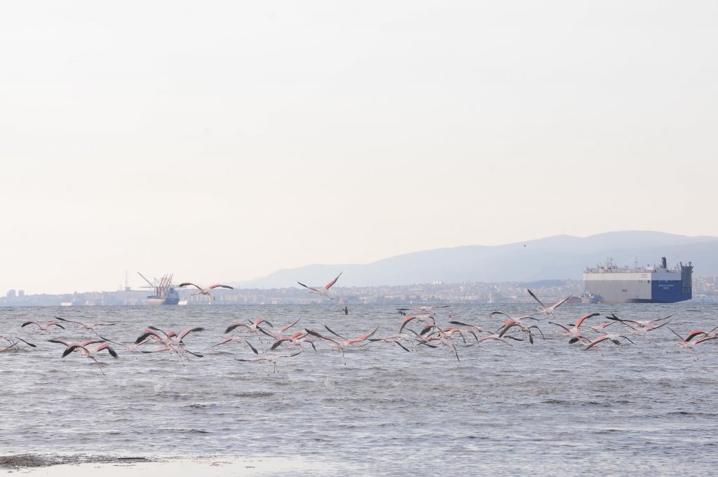 İzmit Körfezi'nde flamingo dansı