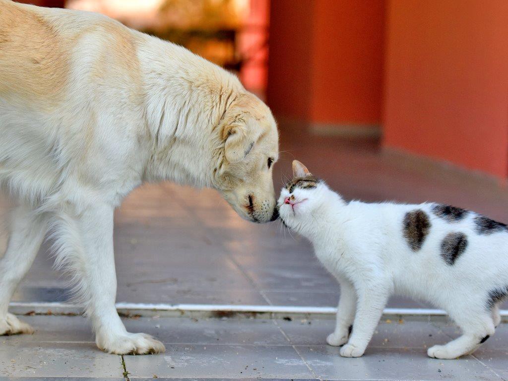Bakan Pakdemirli, rehabilite edilen hayvanları özgürlüğe bıraktı