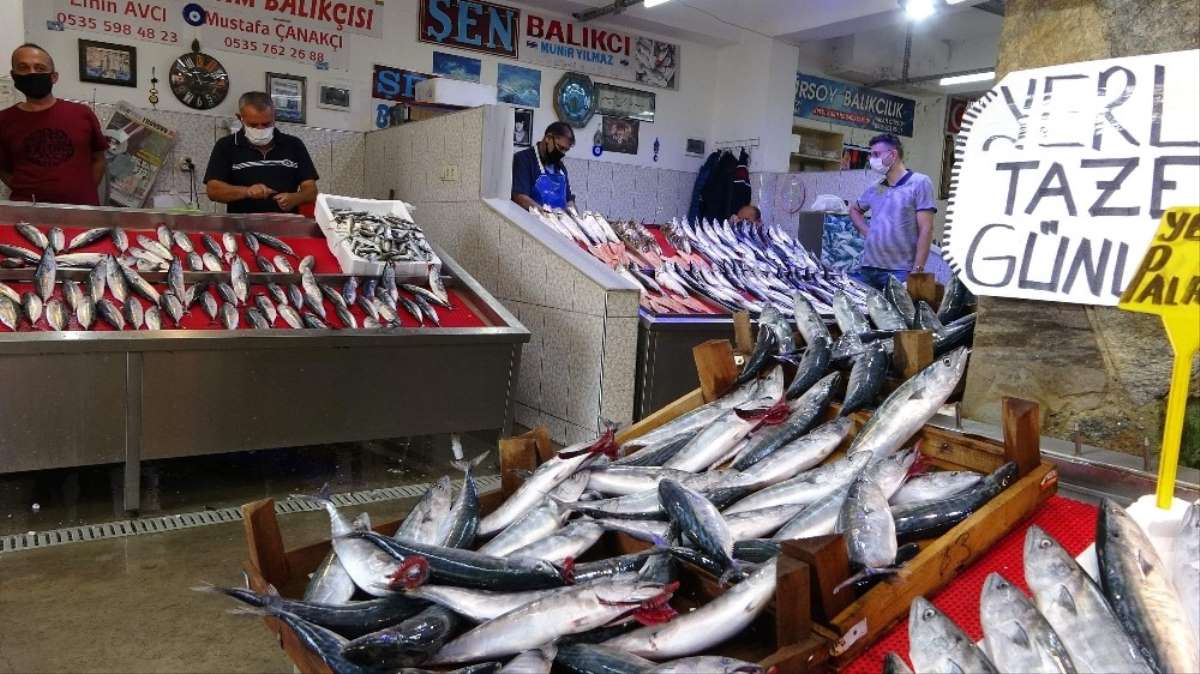Balık sezonunda palamut bol, tüketici mutlu