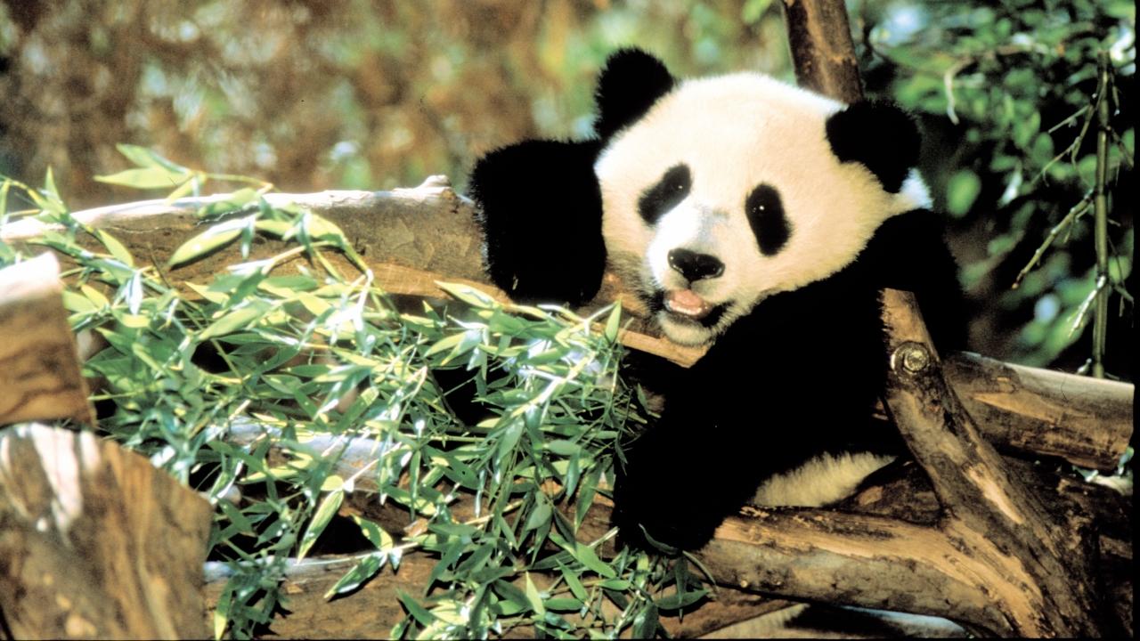 TOTAL ve HEKTAŞ'tan hayvan dostlarımıza sürpriz kampanya