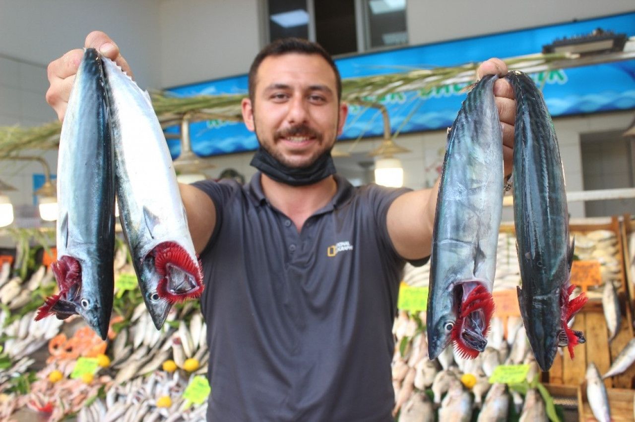 Balık sezonunda palamut bol, tüketici mutlu