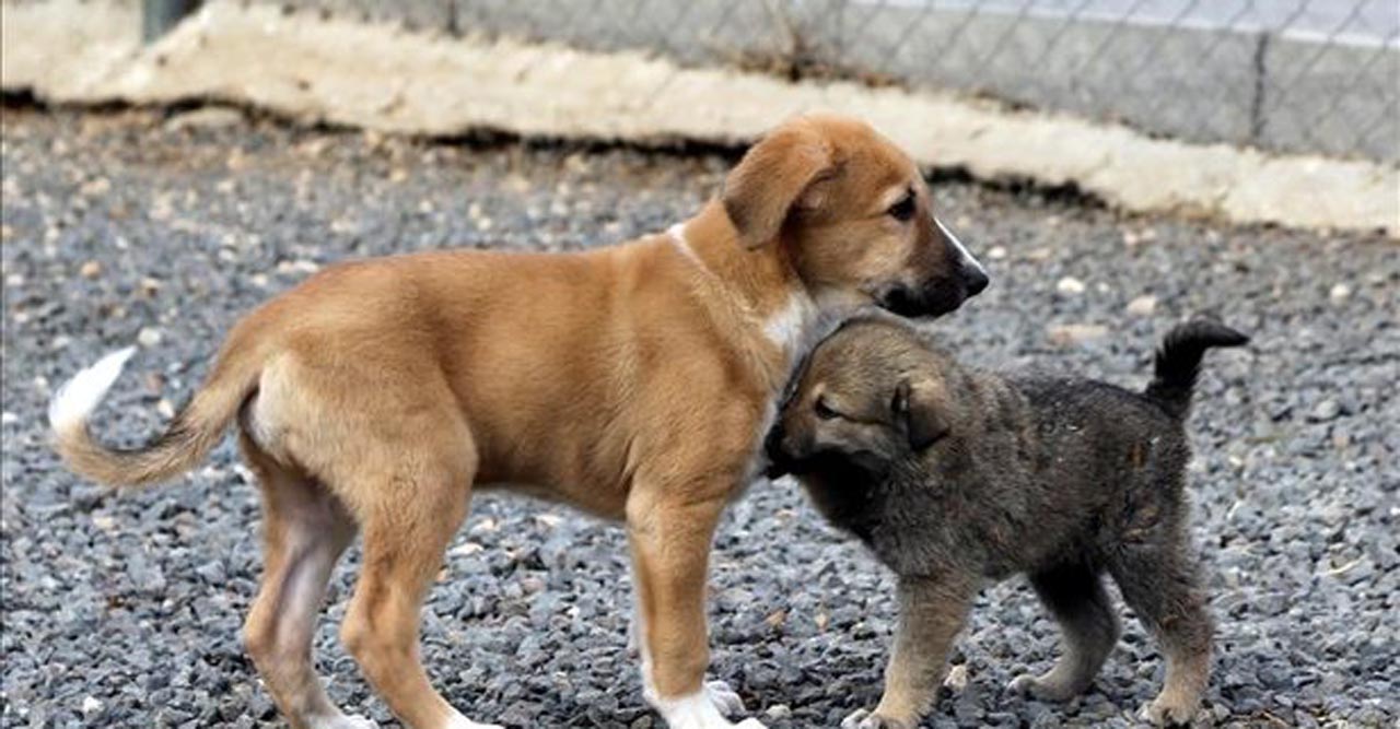 4 Ekim Dünya Hayvanları Koruma Günü mesajları ve şiirleri
