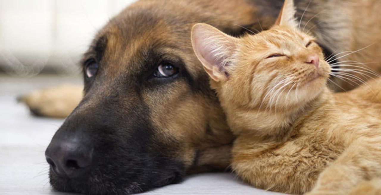 4 Ekim Dünya Hayvanları Koruma Günü mesajları ve şiirleri