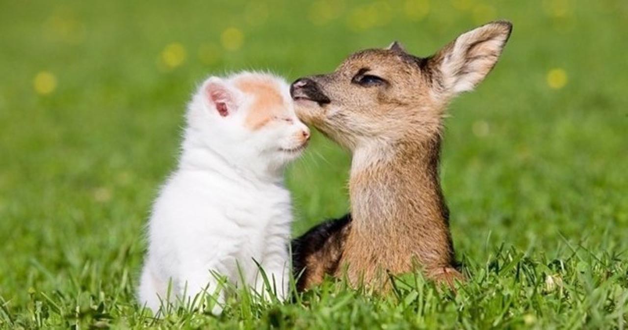 4 Ekim Dünya Hayvanları Koruma Günü nedir? Hayvan hakları nelerdir?