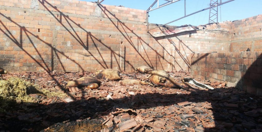 Kütahya'da ahır yangını: 47 koyun telef oldu